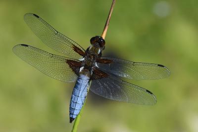 Libellule déprimée 