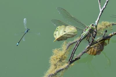 Anax empereur 
