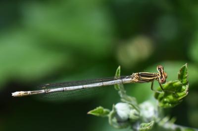 Agrion à larges pattes