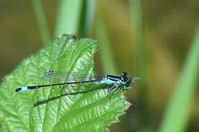 Agrion élégant