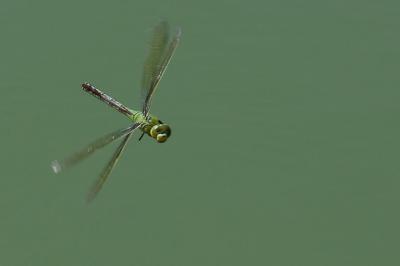 Anax empereur 
