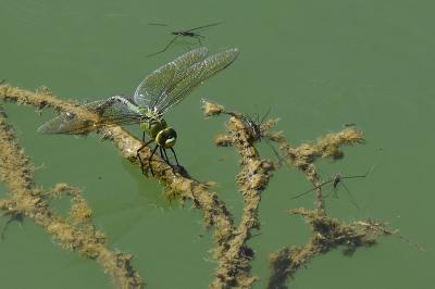 Anax empereur 