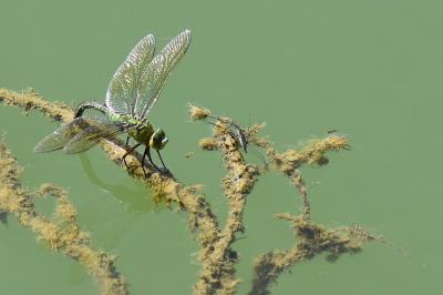 Anax empereur 