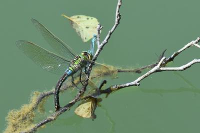 Anax empereur 