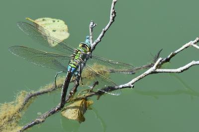 Anax empereur 