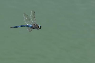 Anax empereur 