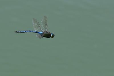Anax empereur 