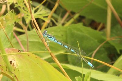 Agrion mignon 