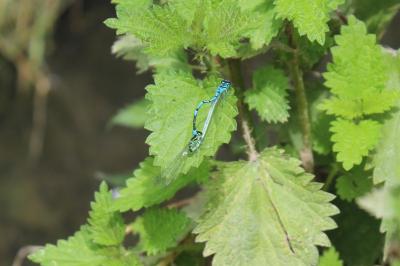 Agrion joli