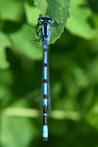 Agrion porte-coupe