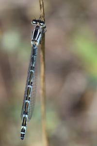 Agrion mignon 