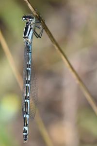 Agrion mignon 