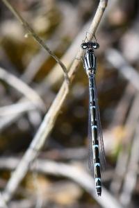 Agrion mignon 