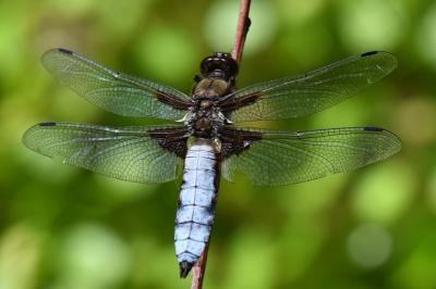 Libellule déprimée 