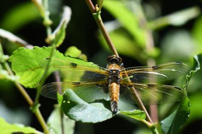 Libellule quadrimaculée 