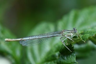 Agrion à larges pattes