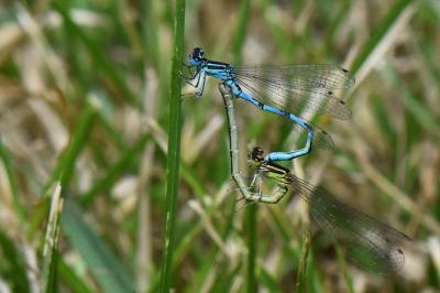 Agrion de Mercure