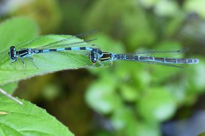 Agrion de Mercure