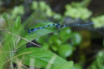 Agrion de Mercure