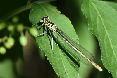 Agrion à larges pattes