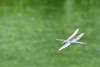 Anax empereur 