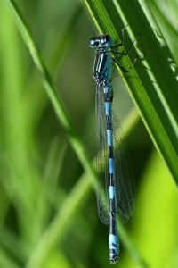 Agrion de Mercure