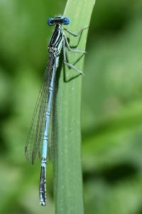 Agrion à larges pattes