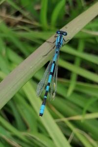 Agrion porte-coupe