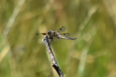 Libellule quadrimaculée 