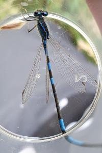 Agrion mignon 