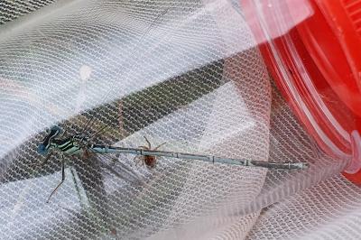 Agrion à larges pattes
