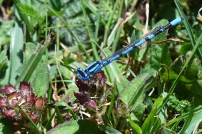 Agrion porte-coupe