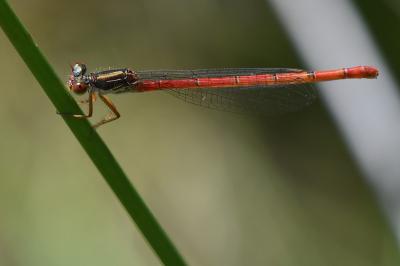Agrion délicat