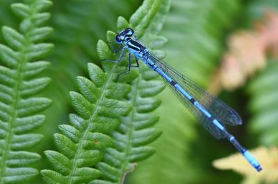 Agrion jouvencelle