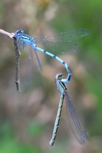 Agrion porte-coupe