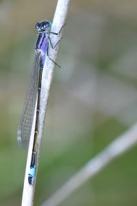 Agrion élégant