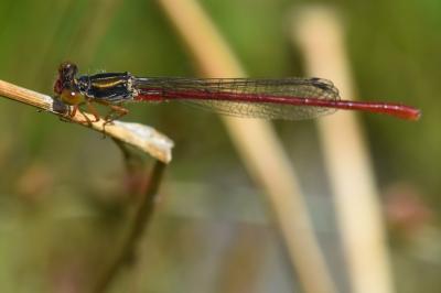 Agrion délicat