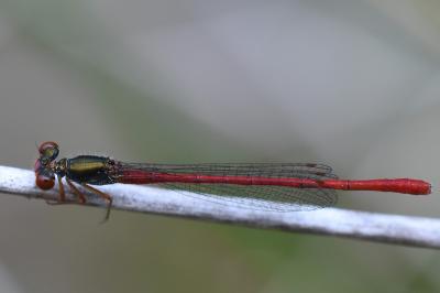 Agrion délicat