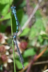 Agrion porte-coupe