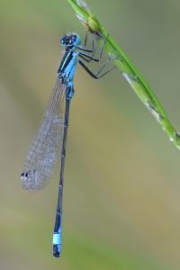 Agrion élégant