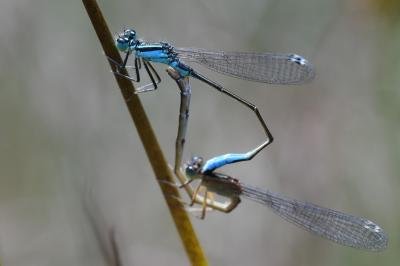 Agrion élégant