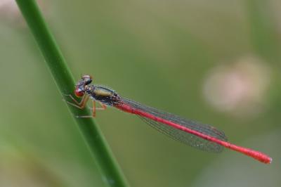 Agrion délicat