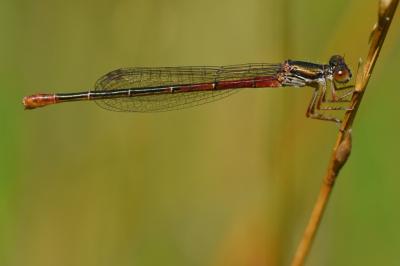 Agrion délicat