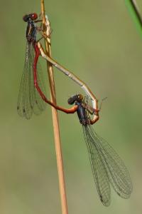 Agrion délicat