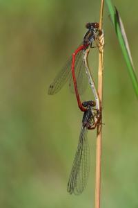 Agrion délicat