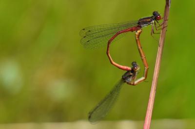 Agrion délicat