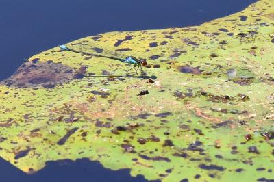 Naïade au corps vert 