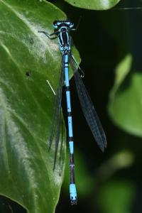 Agrion jouvencelle