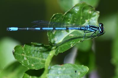Coenagrion puella