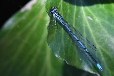 Agrion jouvencelle